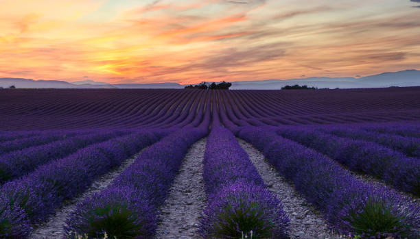 istock Scenic View Of Field Against Cloudy Sky During Sunset 1129295274