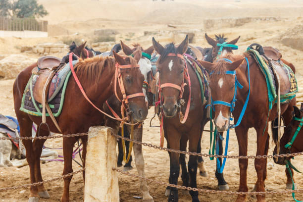 istock Saddled horses in Arabian desert, Egypt 1129296303