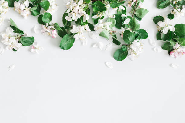 istock Flowers composition. Apple tree flowers on pastel gray background. Spring concept. Flat lay, top view, copy space 1129296821