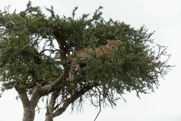 Photo of Leopard sitting on a Acacia Tree