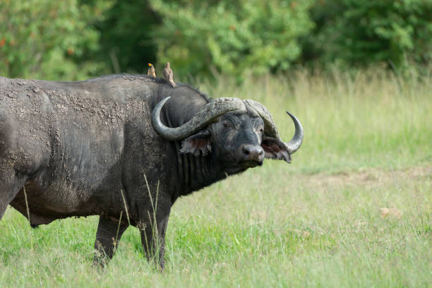 istock male Cape Buffalo at masai Mara 1129298107