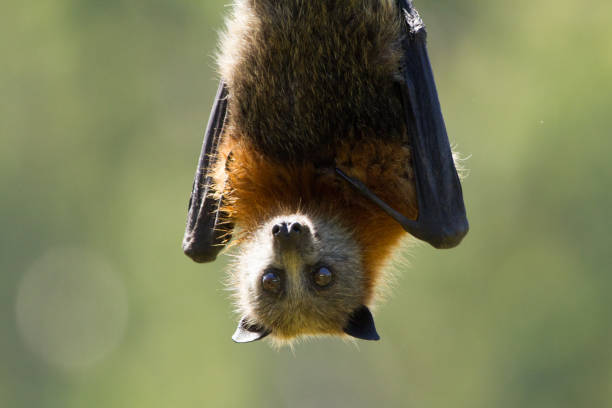 pipistrello della frutta guardando la fotocamera - bat fruit bat mammal australia foto e immagini stock