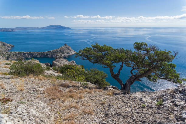 Juniper on a cliff above the sea. Relict juniper tree (Juniperus excelsa) on a cliff above the sea. Novyy Svet, Crimea, sunny day in September. juniperus excelsa stock pictures, royalty-free photos & images