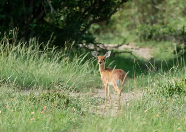 Photo of Bush Buck At masai Mara