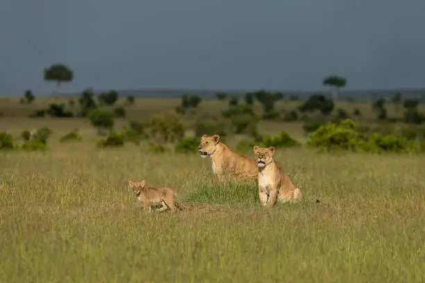 Photo of Lioness and Cubs in morning light at Masai Mara