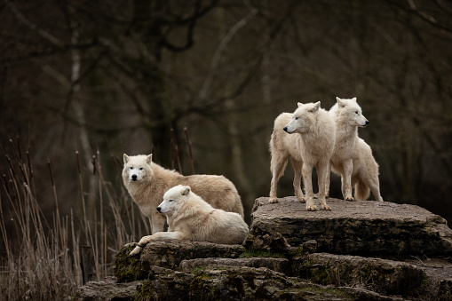 Lobo blanco photo