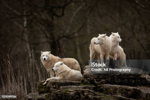 White Wolf Stock Photo - Download Image Now - Wolf, France, Animal
