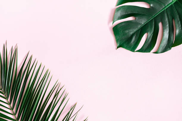 istock Summer composition. Tropical palm leaves on pastel pink background. Summer concept. Flat lay, top view, copy space 1129299950
