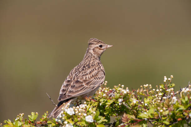 istock Eurasian Skylark Birds 1129300154