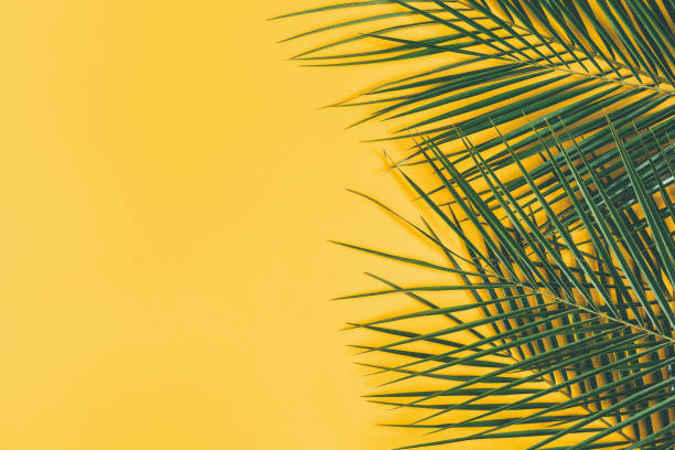 istock Summer composition. Tropical palm leaf on yellow background. Summer concept. Flat lay, top view, copy space 1129300237
