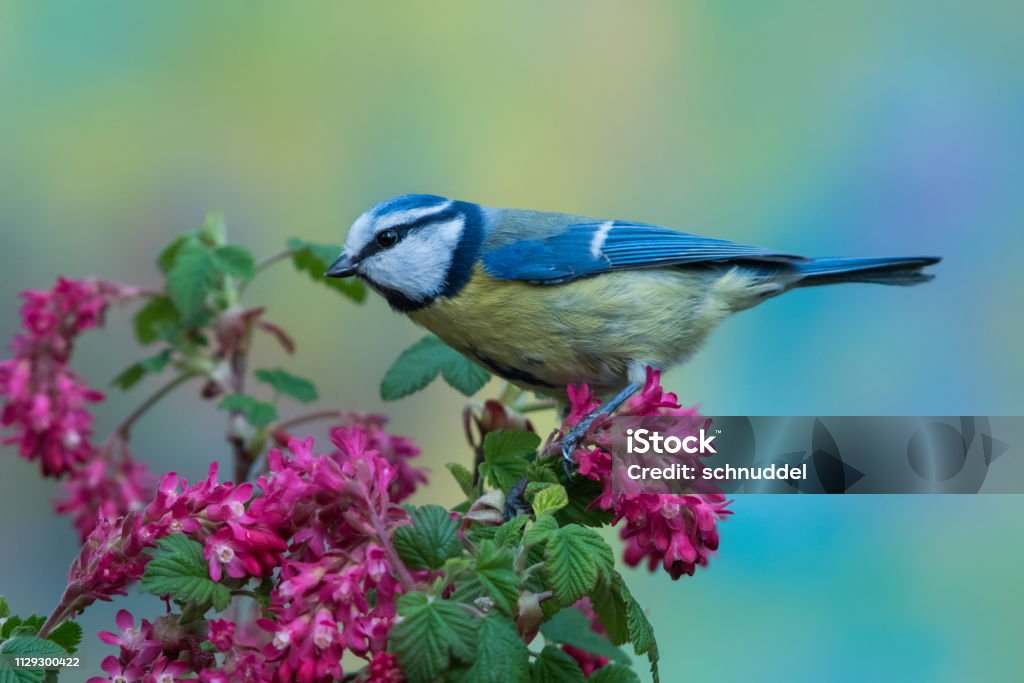 Blue tit in spring Blue tit in spring,Eifel,Germany.
Please see more than 1000 songbird pictures of my Portfolio.
Thank you! Bird Stock Photo