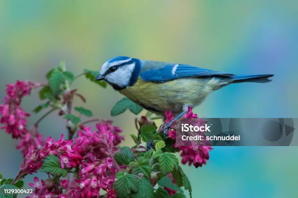 Blue Tit In Spring Stock Photo - Download Image Now - Bird, Bluetit, Yard - Grounds