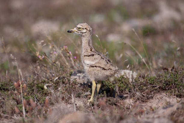 Eurasian Stone-curlew Birds Eurasian Stone-curlew Birds çim stock pictures, royalty-free photos & images