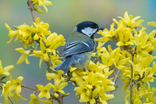 Great tit in spring,Eifel,Germany.\nPlease see more than 1000 songbird pictures of my Portfolio.\nThank you!