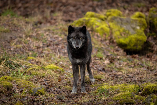 Black Wolf Stock Photos, Pictures & Royalty-Free Images - iStock Black Wolf Stock Photos, Pictures & Royalty-Free Images - iStock