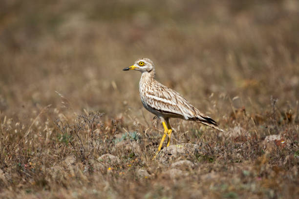 istock Eurasian Stone-curlew Birds 1129301435
