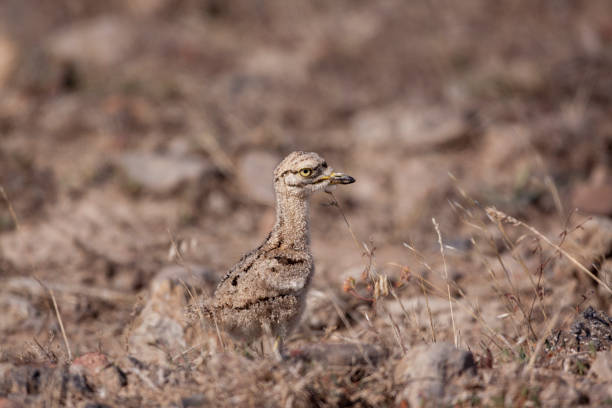 Eurasian Stone-curlew Birds Eurasian Stone-curlew Birds çim stock pictures, royalty-free photos & images