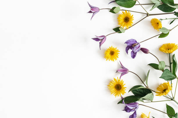 Flowers composition. Yellow and purple flowers on white background. Spring, easter concept. Flat lay, top view, copy space