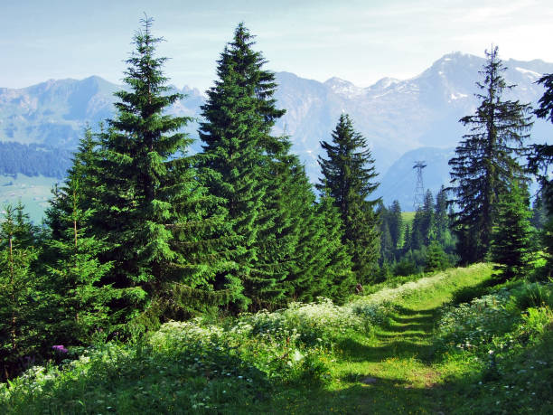 Trees and evergreen forests on the slopes between the Alvier mountain and Seeztal valley - Canton of St. Gallen, Switzerland
