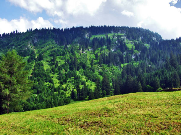istock Trees and evergreen forests on the slopes between the Alvier mountain and Seeztal valley 1129305656