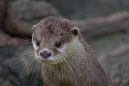 portrait otter shows his beautiful brown beige fur and labge whiskers