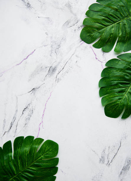 Monstera leaves on a marble background