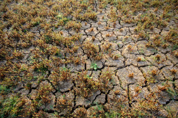 istock The ground with cracks, with plants growing 1129309099