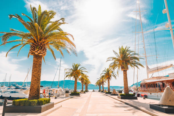 yachts in city bay with palms. summer time concept. resort