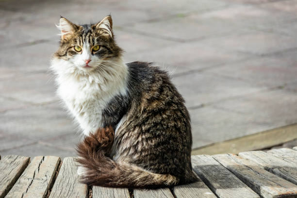 istock close up cute friends cats in nature 1129313239