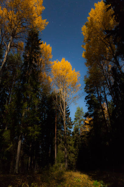 istock Yellow tree and starry sky at autumn night 1129314076