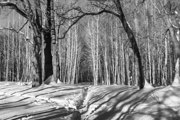 istock Footpath trodden in the snow in the winter forest 1129314330