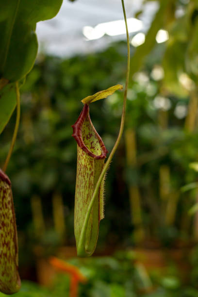 istock Nepenthes tropical carnivorous pitchers plants 1129314519