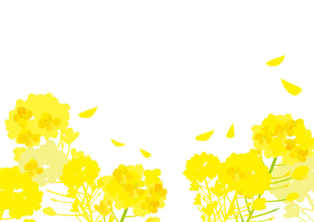 ilustracja kwiatu rzepaku wiosennego - canola flower stock illustrations