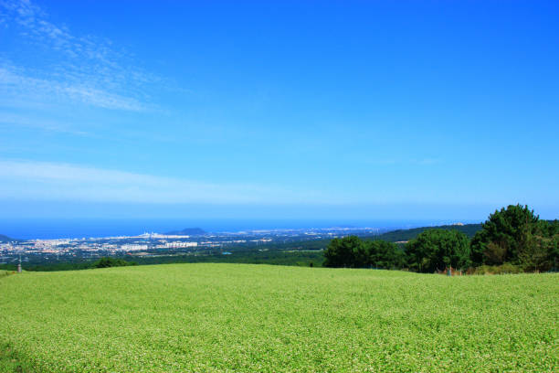 istock Buckwheat flowers, buckwheat fields, rural, fields, flowers, 1129315981