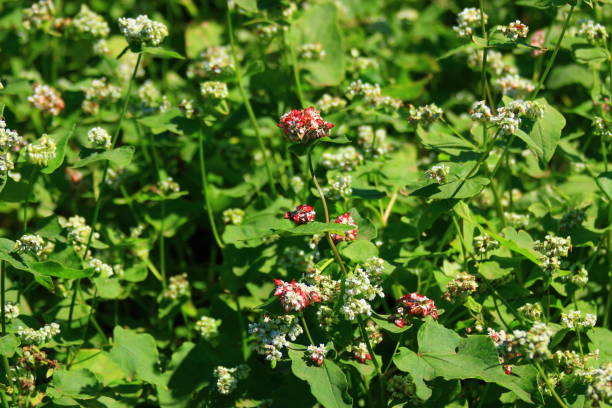 Buckwheat flowers, buckwheat fields, rural, fields, flowers, It is a rural jeju landscape with beautiful buckwheat flowers. 섬 stock pictures, royalty-free photos & images