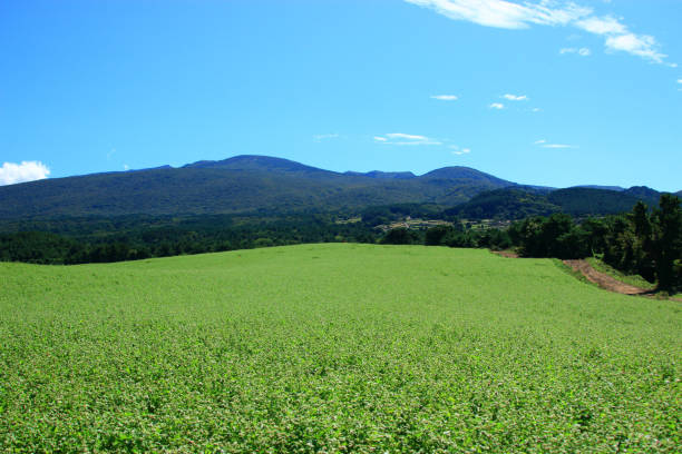 Buckwheat flowers, buckwheat fields, rural, fields, flowers, It is a rural jeju landscape with beautiful buckwheat flowers. 섬 stock pictures, royalty-free photos & images