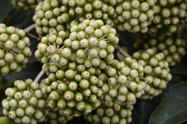 istock Japanese Aralia fruits 1129317097