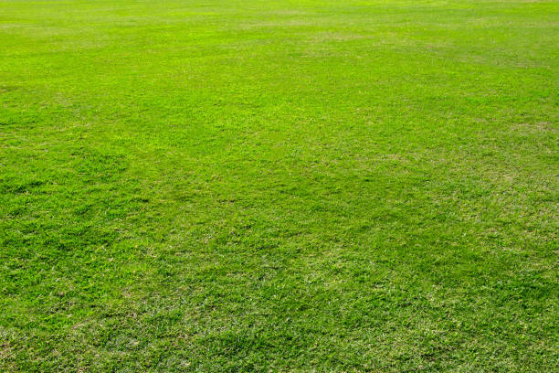 istock Dark green garden Lawn 1129317478