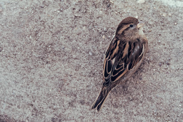 friendly bird photographed from close up