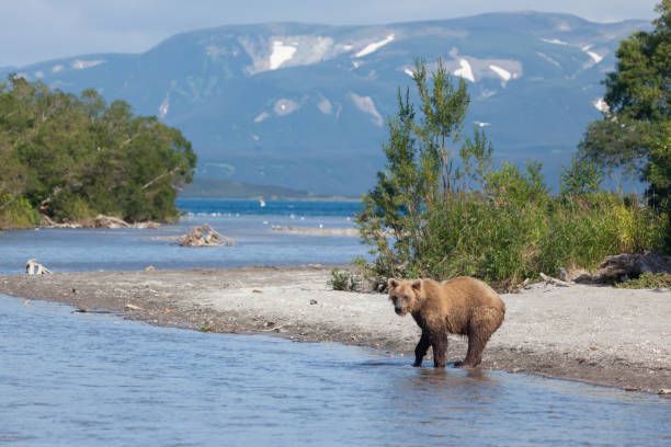 коричневый медведь (ursus arctos ) гризли пересекает реку. дикий бурый медведь рыбалка едят лосося в реке. вид спереди. - catch of fish water river salmon стоковые фото и изображения