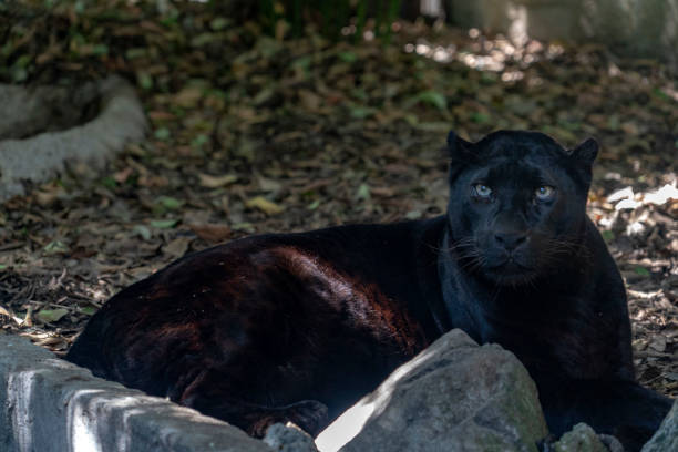 istock Black panther jaguar portrait 1129320998