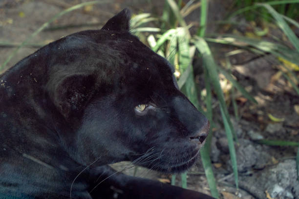 istock Black panther jaguar portrait 1129321023