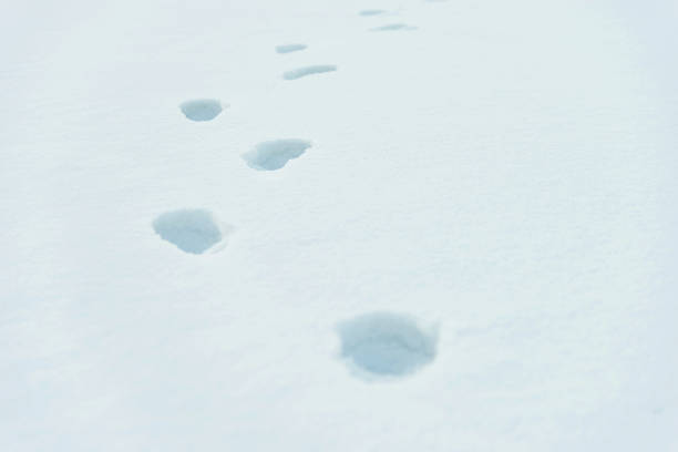 istock Footprints in the snow field 1129321342