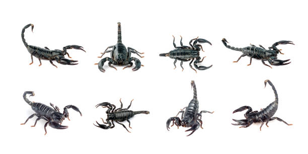 Group of scorpion isolated on a white background. Insect. Animal. stock photo