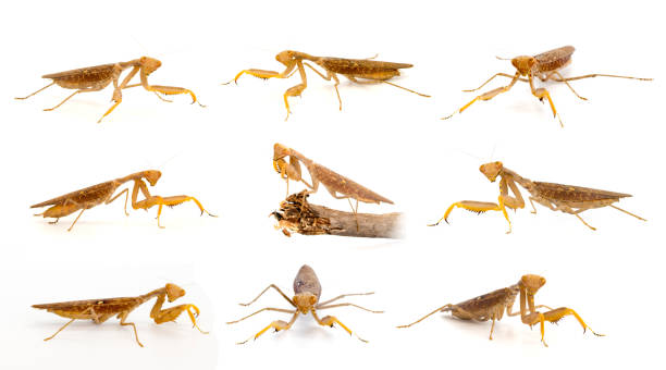 istock Group of brown mantis isolated on a white background. Insect. Animal. 1129321600