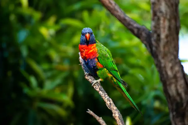 Rainbow lorikeets out in nature during the day.