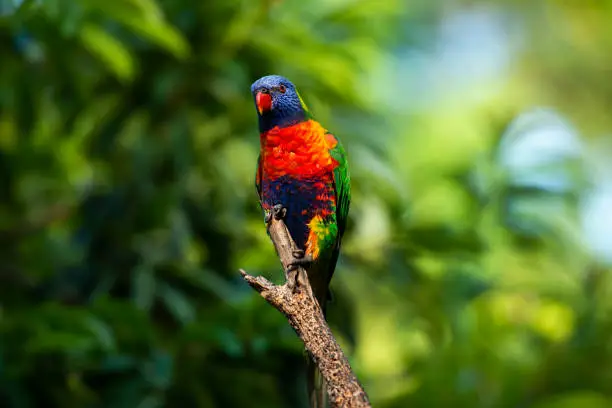 Rainbow lorikeets out in nature during the day.