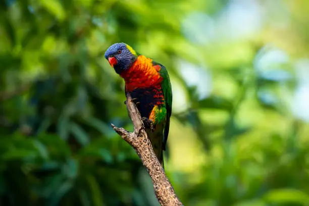 Rainbow lorikeets out in nature during the day.