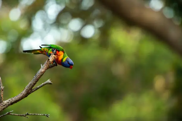 Rainbow lorikeets out in nature during the day.