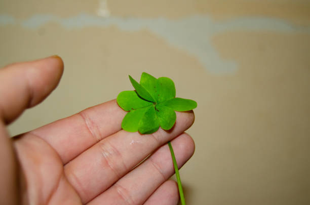 istock woman hand holding clover - st patricks day concept 1129323868